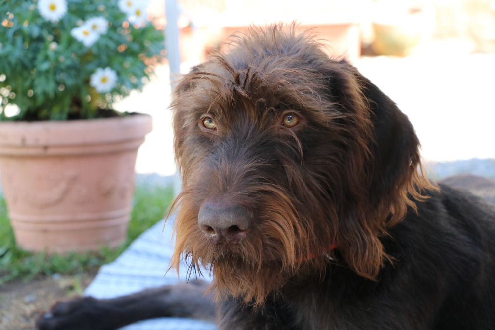 Mobiles Hundetraining in der Praxis – Mobile Hundeschule Susi Lieverkus